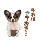 いつでも使える♡パピヨンのスタンプ（個別スタンプ：33）