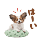 いつでも使える♡パピヨンのスタンプ（個別スタンプ：34）