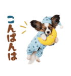 いつでも使える♡パピヨンのスタンプ（個別スタンプ：35）