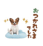 いつでも使える♡パピヨンのスタンプ（個別スタンプ：36）
