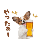 いつでも使える♡パピヨンのスタンプ（個別スタンプ：37）