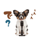 いつでも使える♡パピヨンのスタンプ（個別スタンプ：38）