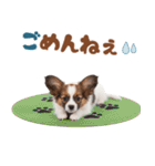 いつでも使える♡パピヨンのスタンプ（個別スタンプ：40）