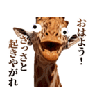 うざいキリン（個別スタンプ：1）