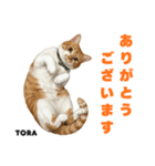 「猫の寅吉ちゃん挨拶スタンプ」（個別スタンプ：1）