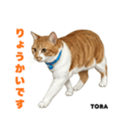 「猫の寅吉ちゃん挨拶スタンプ」（個別スタンプ：2）