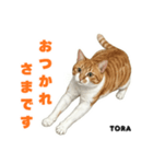 「猫の寅吉ちゃん挨拶スタンプ」（個別スタンプ：4）