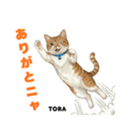 「猫の寅吉ちゃん挨拶スタンプ」（個別スタンプ：5）