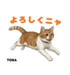 「猫の寅吉ちゃん挨拶スタンプ」（個別スタンプ：7）