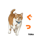 「猫の寅吉ちゃん挨拶スタンプ」（個別スタンプ：8）