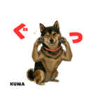 「犬の熊吉ちゃん挨拶スタンプ」（個別スタンプ：2）