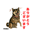 「犬の熊吉ちゃん挨拶スタンプ」（個別スタンプ：4）