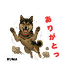 「犬の熊吉ちゃん挨拶スタンプ」（個別スタンプ：5）