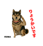 「犬の熊吉ちゃん挨拶スタンプ」（個別スタンプ：6）