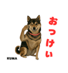 「犬の熊吉ちゃん挨拶スタンプ」（個別スタンプ：7）