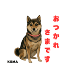 「犬の熊吉ちゃん挨拶スタンプ」（個別スタンプ：8）