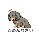 名前入りダックスロングイザベラタン（個別スタンプ：2）