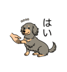 名前入りダックスロングイザベラタン（個別スタンプ：6）