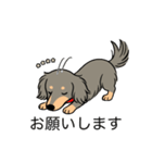 名前入りダックスロングイザベラタン（個別スタンプ：7）