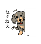 名前入りダックスロングイザベラタン（個別スタンプ：12）