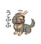 名前入りダックスロングイザベラタン（個別スタンプ：19）