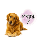 ゴールデンレトリバー★毎日使う質問疑問？（個別スタンプ：1）
