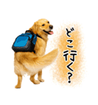 ゴールデンレトリバー★毎日使う質問疑問？（個別スタンプ：2）