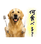 ゴールデンレトリバー★毎日使う質問疑問？（個別スタンプ：3）