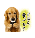 ゴールデンレトリバー★毎日使う質問疑問？（個別スタンプ：5）