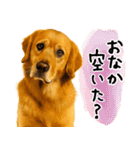 ゴールデンレトリバー★毎日使う質問疑問？（個別スタンプ：6）