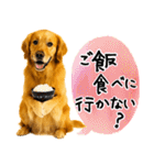 ゴールデンレトリバー★毎日使う質問疑問？（個別スタンプ：7）
