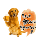 ゴールデンレトリバー★毎日使う質問疑問？（個別スタンプ：8）