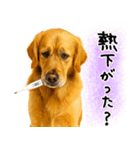 ゴールデンレトリバー★毎日使う質問疑問？（個別スタンプ：9）