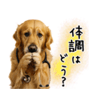 ゴールデンレトリバー★毎日使う質問疑問？（個別スタンプ：10）