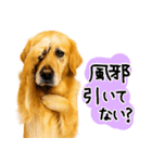ゴールデンレトリバー★毎日使う質問疑問？（個別スタンプ：11）