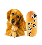 ゴールデンレトリバー★毎日使う質問疑問？（個別スタンプ：12）