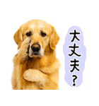 ゴールデンレトリバー★毎日使う質問疑問？（個別スタンプ：13）