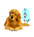 ゴールデンレトリバー★毎日使う質問疑問？（個別スタンプ：14）
