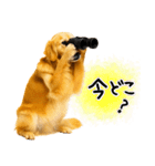 ゴールデンレトリバー★毎日使う質問疑問？（個別スタンプ：15）
