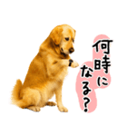 ゴールデンレトリバー★毎日使う質問疑問？（個別スタンプ：16）