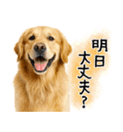 ゴールデンレトリバー★毎日使う質問疑問？（個別スタンプ：17）