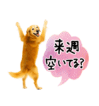 ゴールデンレトリバー★毎日使う質問疑問？（個別スタンプ：18）