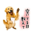 ゴールデンレトリバー★毎日使う質問疑問？（個別スタンプ：20）