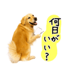 ゴールデンレトリバー★毎日使う質問疑問？（個別スタンプ：21）