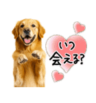 ゴールデンレトリバー★毎日使う質問疑問？（個別スタンプ：22）