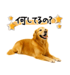 ゴールデンレトリバー★毎日使う質問疑問？（個別スタンプ：23）