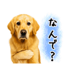 ゴールデンレトリバー★毎日使う質問疑問？（個別スタンプ：24）
