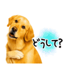 ゴールデンレトリバー★毎日使う質問疑問？（個別スタンプ：25）