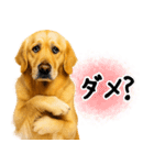ゴールデンレトリバー★毎日使う質問疑問？（個別スタンプ：26）