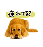 ゴールデンレトリバー★毎日使う質問疑問？（個別スタンプ：27）